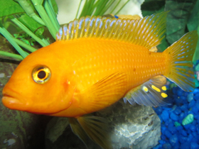 Смотреть фото Красная зебра Фото Красная зебра