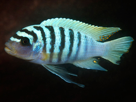 Фото Maylandia melabranchion