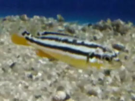 Смотреть фото Золотой меланохромис Фото Золотой меланохромис