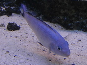 Смотреть фото Метриаклима каллаинос Фото Метриаклима каллаинос