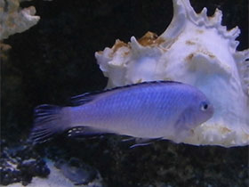 Смотреть фото Метриаклима каллаинос Фото Метриаклима каллаинос