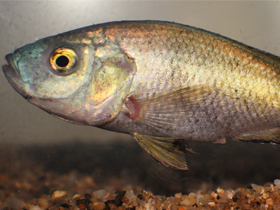 Смотреть фото Миака Фото Миака