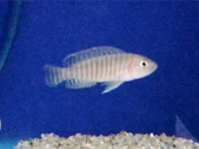 Смотреть фото Лампрологус симилис Фото Лампрологус симилис