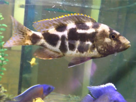 Смотреть фото Леопардовый нимбохромис Ливингстона Фото Леопардовый нимбохромис Ливингстона