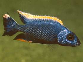 Фото Красноверхий отофаринкс