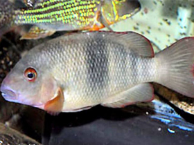 Фото Парэтроплюс лойселлей