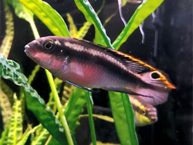 Смотреть фото Цихлида-попугай Фото Цихлида-попугай