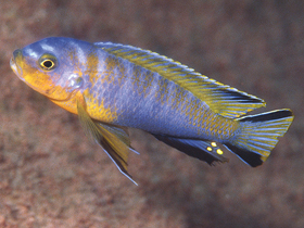 Фото Псевдотрофеус голубое пятно