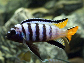 Смотреть фото Стройный псевдотрофеус Фото Стройный псевдотрофеус