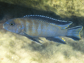 Фото Pseudotropheus longior