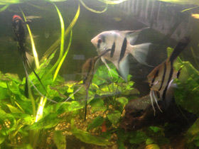 Фото Скалярия