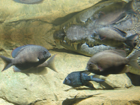 Фото Губастый птихохром