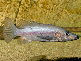 Фото Стоматепия Монго