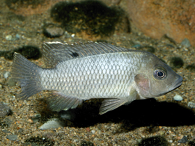 Фото Тиляпия бусумана