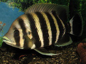 Смотреть фото Тилапия баттеркофери Фото Тилапия баттеркофери