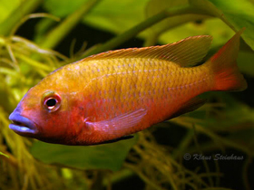 Фото Тиляпия Снудерия