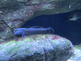 Смотреть фото Бычок-кругляк Фото Бычок-кругляк