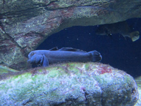 Смотреть фото Бычок-кругляк Фото Бычок-кругляк