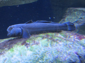 Смотреть фото Бычок-кругляк Фото Бычок-кругляк