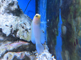 Смотреть фото Желтоголовый карибский бычок Фото Желтоголовый карибский бычок