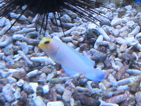 Смотреть фото Желтоголовый карибский бычок Фото Желтоголовый карибский бычок