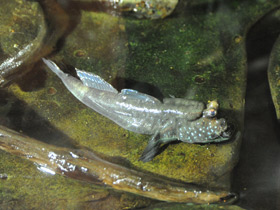 Смотреть фото Илистый прыгун Фото Илистый прыгун