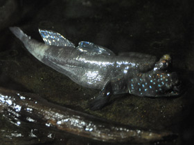 Смотреть фото Илистый прыгун Фото Илистый прыгун