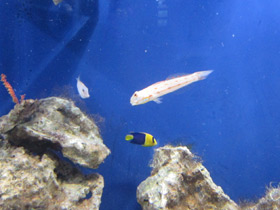 Смотреть фото Длинноплавничный бычок валансьенн Фото Длинноплавничный бычок валансьенн