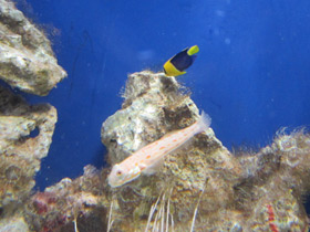 Смотреть фото Длинноплавничный бычок валансьенн Фото Длинноплавничный бычок валансьенн