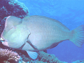 Смотреть фото Зелёная шишколобая рыба-попугай Фото Зелёная шишколобая рыба-попугай