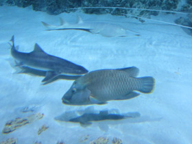 Смотреть фото Рыба-наполеон Фото Рыба-наполеон