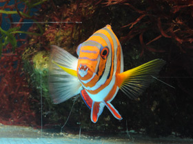 Смотреть фото Полосатый клыкастый губан Фото Полосатый клыкастый губан