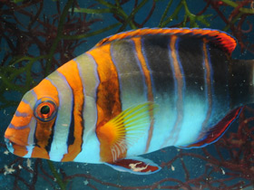 Смотреть фото Полосатый клыкастый губан Фото Полосатый клыкастый губан