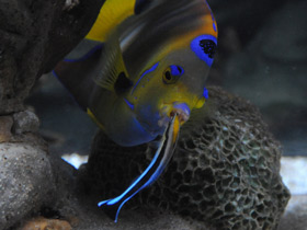 Смотреть фото Голубой губанчик Фото Голубой губанчик