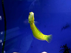 Смотреть фото Травяной новакулихт Фото Травяной новакулихт