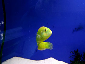 Смотреть фото Травяной новакулихт Фото Травяной новакулихт