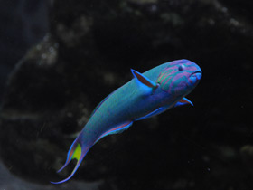 Фото Лунный губан