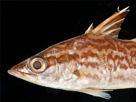 Фото Lates microlepis