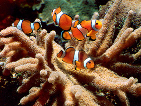 Ложный клоун Ложный клоун