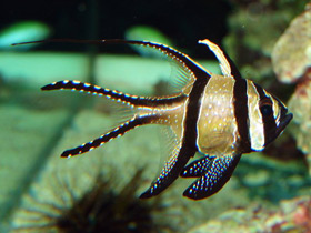 Фото Тюлевый апогон