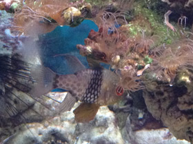 Смотреть фото Круговой кардинал Фото Круговой кардинал