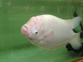 Смотреть фото Промысловый, или гигантский гурами Фото Промысловый, или гигантский гурами