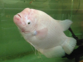 Смотреть фото Промысловый, или гигантский гурами Фото Промысловый, или гигантский гурами