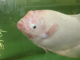 Смотреть фото Промысловый, или гигантский гурами Фото Промысловый, или гигантский гурами
