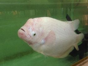 Смотреть фото Промысловый, или гигантский гурами Фото Промысловый, или гигантский гурами