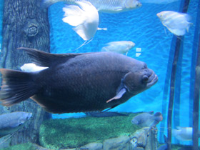 Смотреть фото Промысловый, или гигантский гурами Фото Промысловый, или гигантский гурами