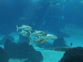 Смотреть фото Большой каранкс Фото Большой каранкс