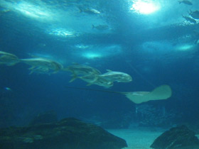 Смотреть фото Большой каранкс Фото Большой каранкс