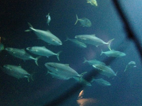 Смотреть фото Большая сериола Фото Большая сериола