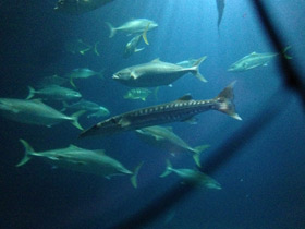 Смотреть фото Большая сериола Фото Большая сериола